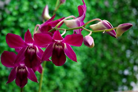 mature orhidea|Dendrobium Orchid: Beginner's Care Guide .